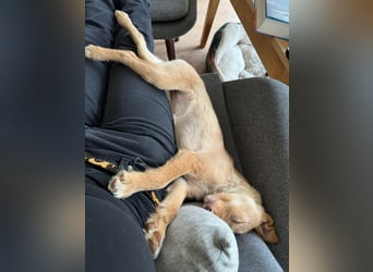 Ada, klein wild frech und wunderbar