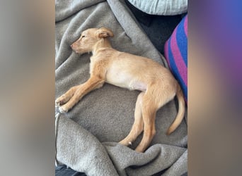 Ada, klein wild frech und wunderbar