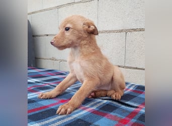 Ada, ein süßes Welpenmädchen