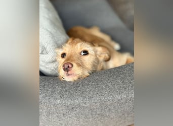 Ada, klein wild frech und wunderbar