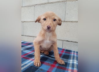 Ada, ein süßes Welpenmädchen