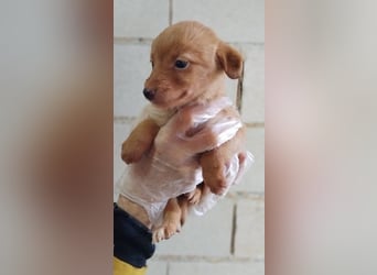 Ada, ein süßes Welpenmädchen