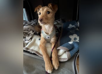 Ada, klein wild frech und wunderbar