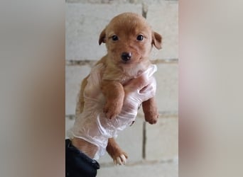 Ada, ein süßes Welpenmädchen