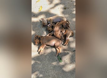 Divo der kleine Glückspilz