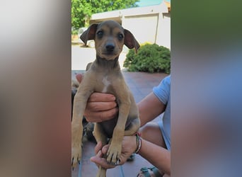 Divo - Ein kleiner Freund fürs große Glück