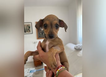 Divo der kleine Glückspilz