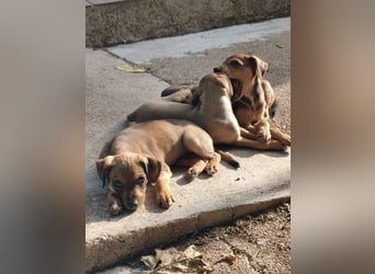 Divo - Ein kleiner Freund fürs große Glück