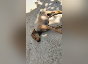 Divo - Ein kleiner Freund fürs große Glück