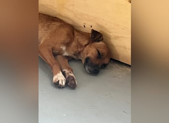 Laureta sucht ihr Für-immer-Zuhause ❤️