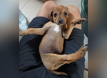 Divo - Ein kleiner Freund fürs große Glück