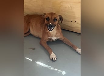 Laureta sucht ihr Für-immer-Zuhause ❤️