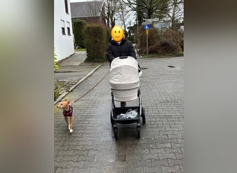 Valentina, eine bezaubernde junge Hündin