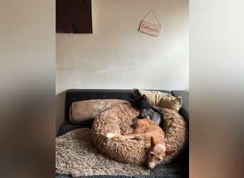 Valentina, eine bezaubernde junge Hündin