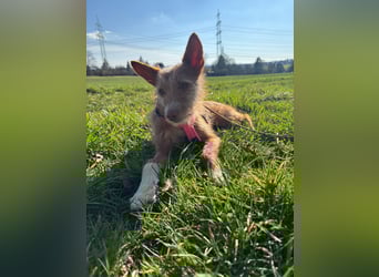 Valentina, eine bezaubernde junge Hündin