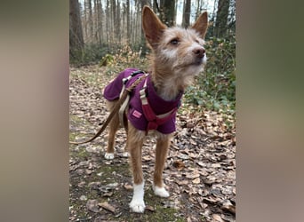 Valentina, eine bezaubernde junge Hündin