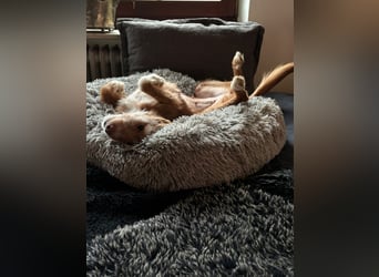 Valentina, eine bezaubernde junge Hündin