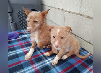 Valentina, eine bezaubernde junge Hündin