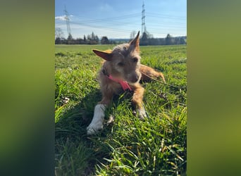 Valentina, eine bezaubernde junge Hündin