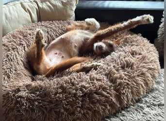 Valentina, eine bezaubernde junge Hündin