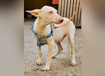 Turron - lernwillig, gerne anfassbar und verspielt