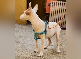 Turron - lernwillig, gerne anfassbar und verspielt