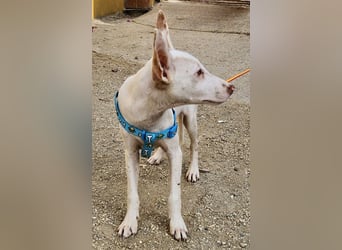 Bombon - zutraulich, lernwillig und offen / BEREITS IN DEUTSCHLAND