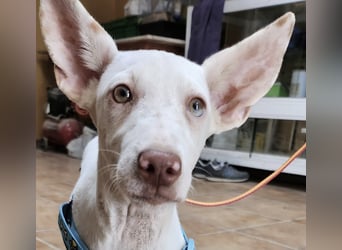 Turron - lernwillig, gerne anfassbar und verspielt