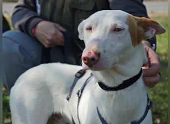 Bombon - zutraulich, lernwillig und offen / BEREITS IN DEUTSCHLAND