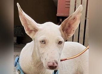 Bombon - zutraulich, lernwillig und offen / BEREITS IN DEUTSCHLAND