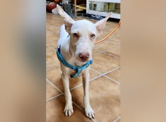 Turron - lernwillig, gerne anfassbar und verspielt