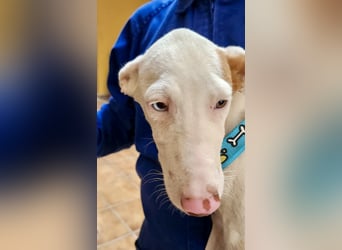 Bombon - zutraulich, lernwillig und offen / BEREITS IN DEUTSCHLAND