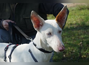 Bombon - zutraulich, lernwillig und offen / BEREITS IN DEUTSCHLAND