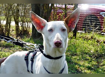 Bombon - zutraulich, lernwillig und offen / BEREITS IN DEUTSCHLAND