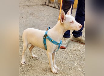 Turron - verschmust, neugierig und freundlich