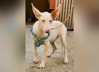 Bombon - zutraulich, lernwillig und offen / BEREITS IN DEUTSCHLAND