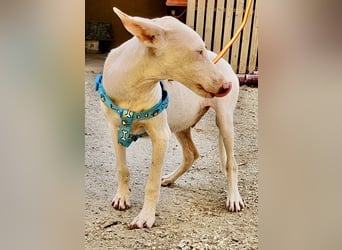 Bombon - zutraulich, lernwillig und offen / BEREITS IN DEUTSCHLAND