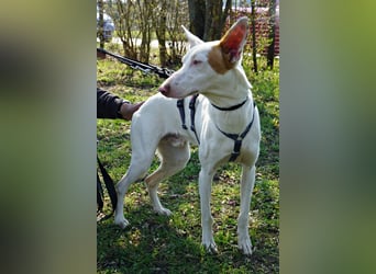 Bombon - zutraulich, lernwillig und offen / BEREITS IN DEUTSCHLAND