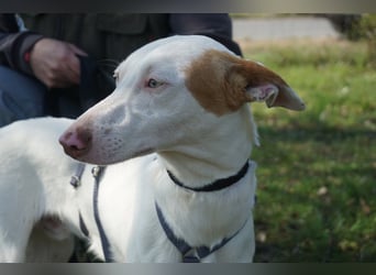 Bombon - zutraulich, lernwillig und offen / BEREITS IN DEUTSCHLAND