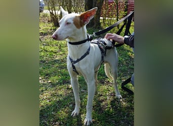 Bombon - zutraulich, lernwillig und offen / BEREITS IN DEUTSCHLAND