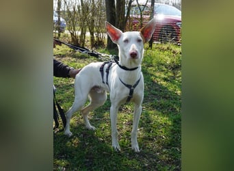 Bombon - zutraulich, lernwillig und offen / BEREITS IN DEUTSCHLAND