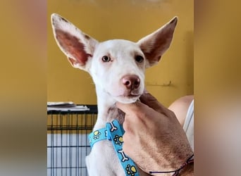 Turron - lernwillig, gerne anfassbar und verspielt