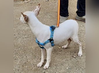 Turron - lernwillig, gerne anfassbar und verspielt