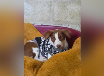 Jalo, ein zuckersüßer Podi Mix Bube