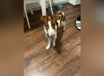 Jalo, ein zuckersüßer Podi Mix Bube