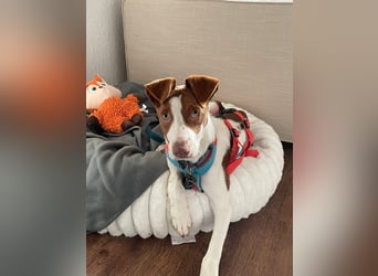 Jalo, ein zuckersüßer Podi Mix Bube