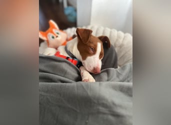 Jalo, ein zuckersüßer Podi Mix Bube