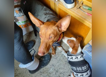 Jalo, ein zuckersüßer Podi Mix Bube