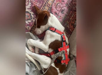 Jalo, ein zuckersüßer Podi Mix Bube