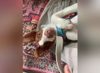 Jalo, ein zuckersüßer Podi Mix Bube